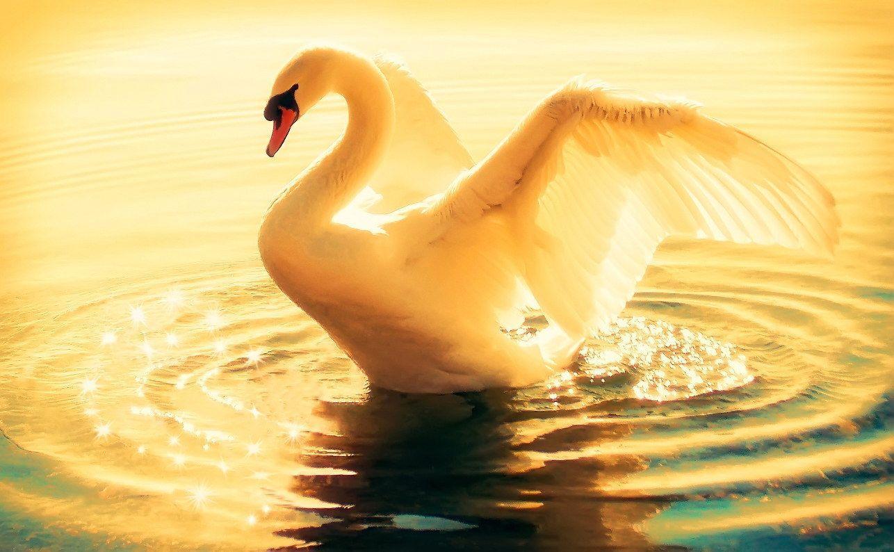A magia da vida consiste em você derramar amor por onde passar e acrescentar gestos de carinho à A magia da vida consiste em você derramar amor por onde passar e acrescentar gestos de carinho à
