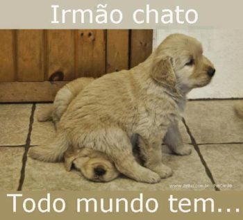 Irmão chato