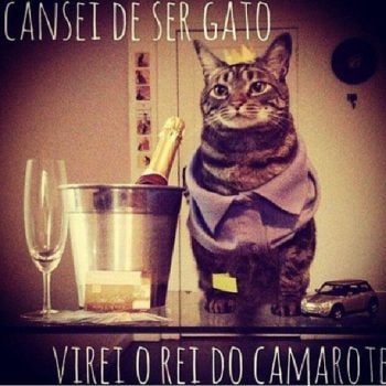 Cansei de ser gato