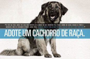 Adote um cachorro de raça