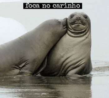 Foca