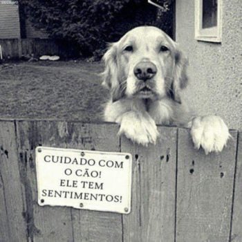 Cuidado com o cão