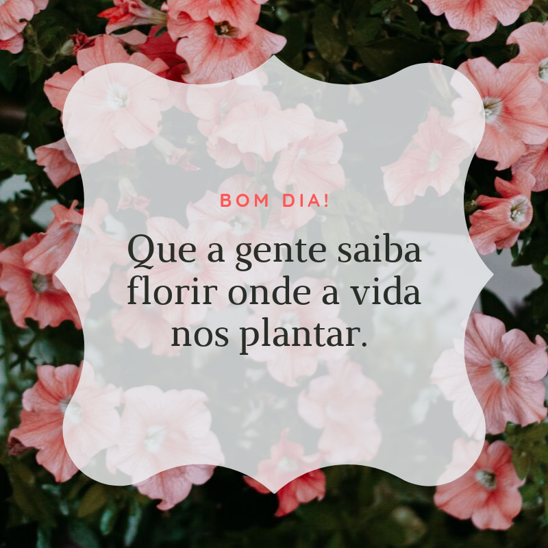 Bom dia! Que a gente saiba florir onde a vida nos plantar. 