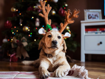 30 mensagens de Natal engraçadas para se divertir no fim de ano