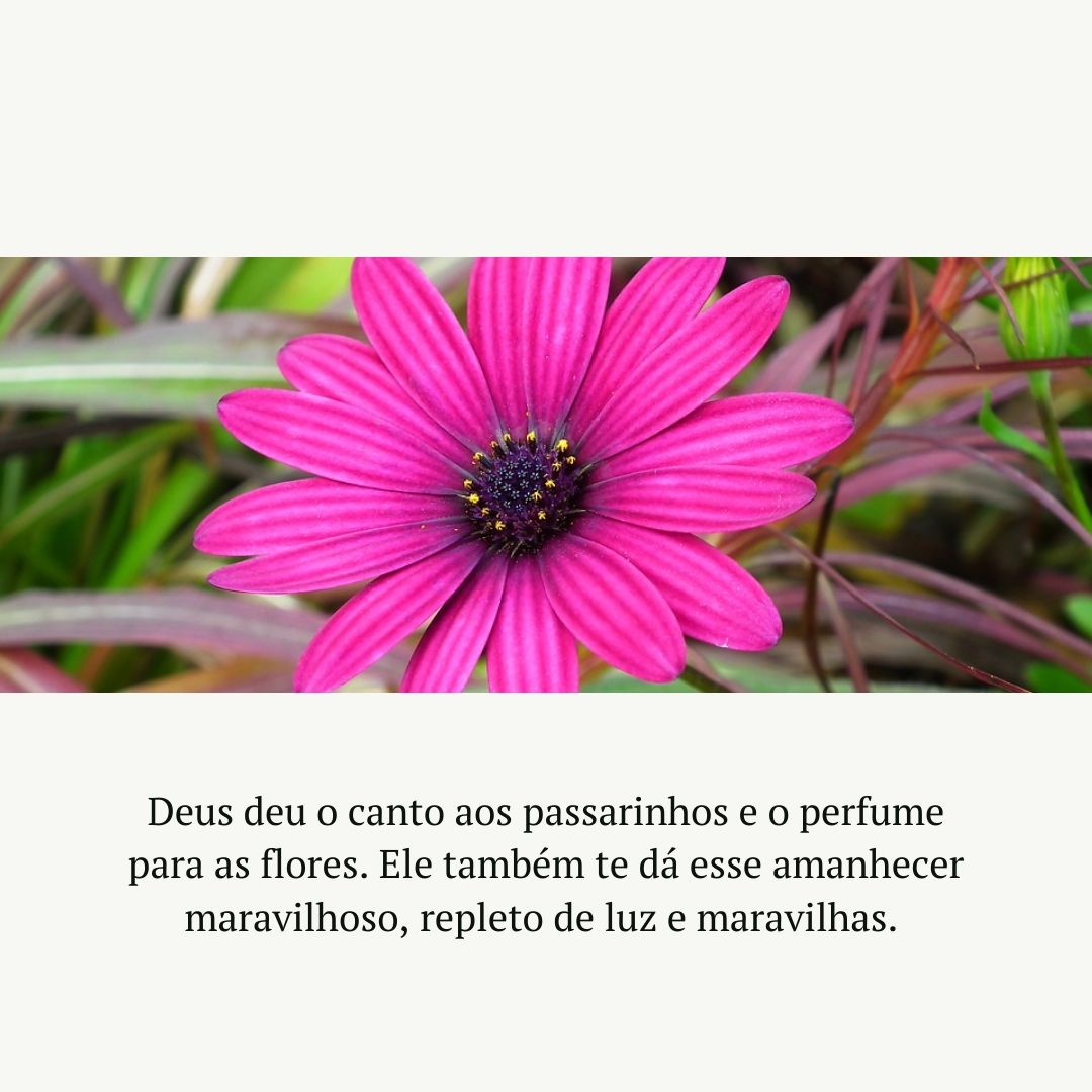 Deus deu o canto aos passarinhos e o perfume para as flores. Ele também te dá esse amanhecer maravilhoso, repleto de luz e maravilhas. 