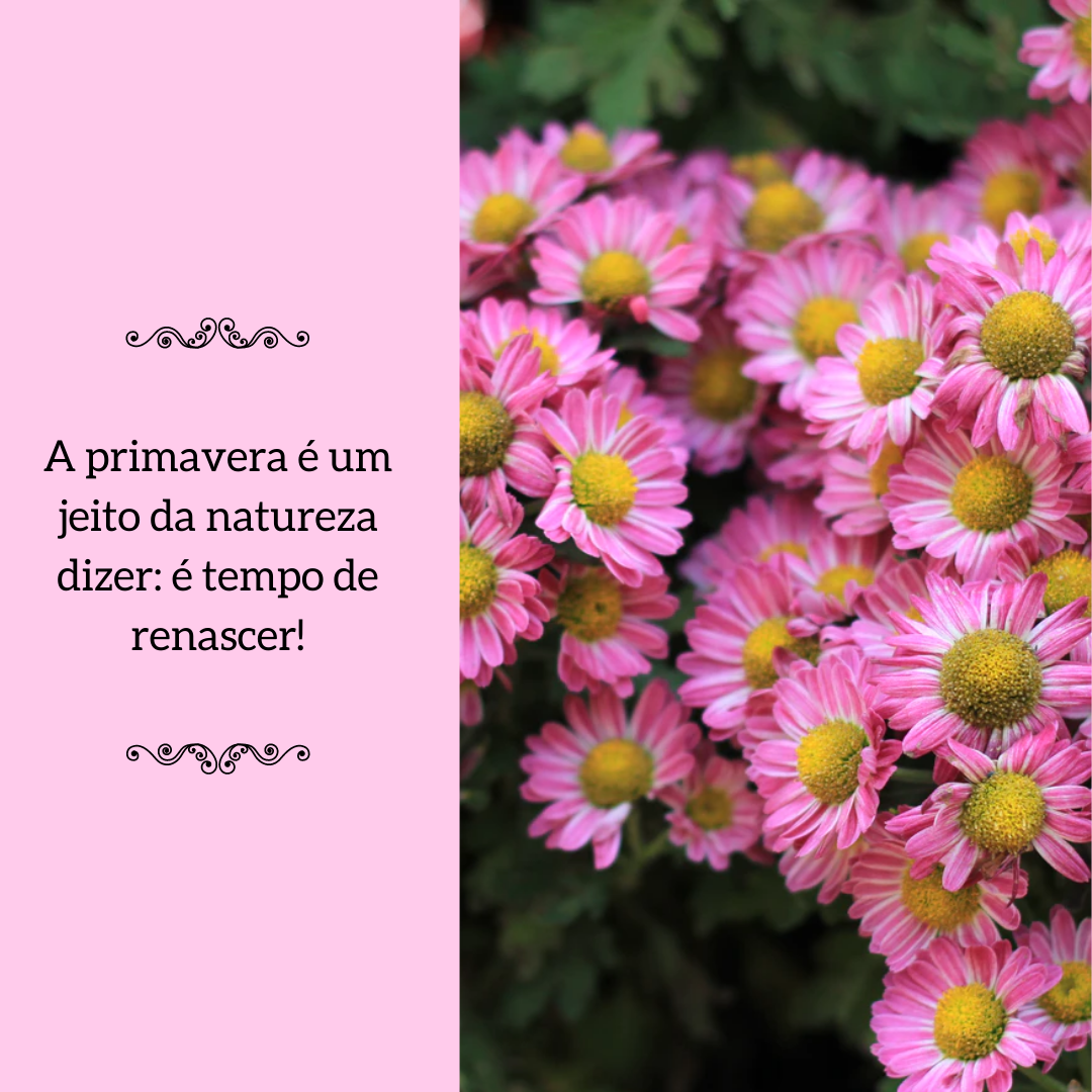 A primavera é um jeito da natureza dizer: é tempo de renascer!