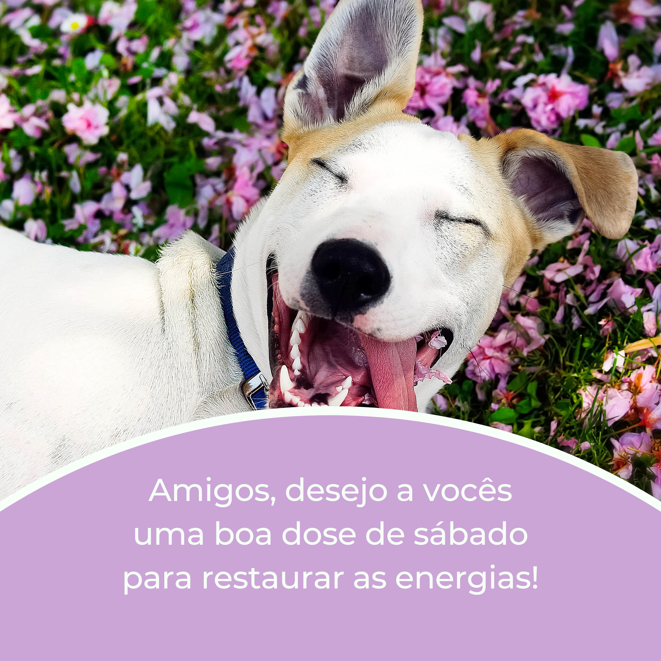 Amigos, desejo a vocês uma boa dose de sábado para restaurar as energias!