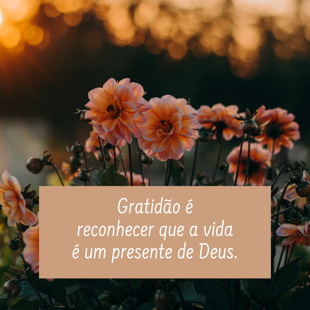 Gratidão é reconhecer que a vida é um presente de Deus.