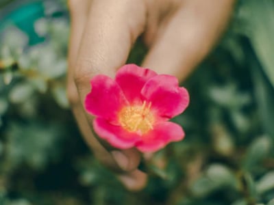 40 mensagens de bom dia quarta-feira para uma manhã alegre