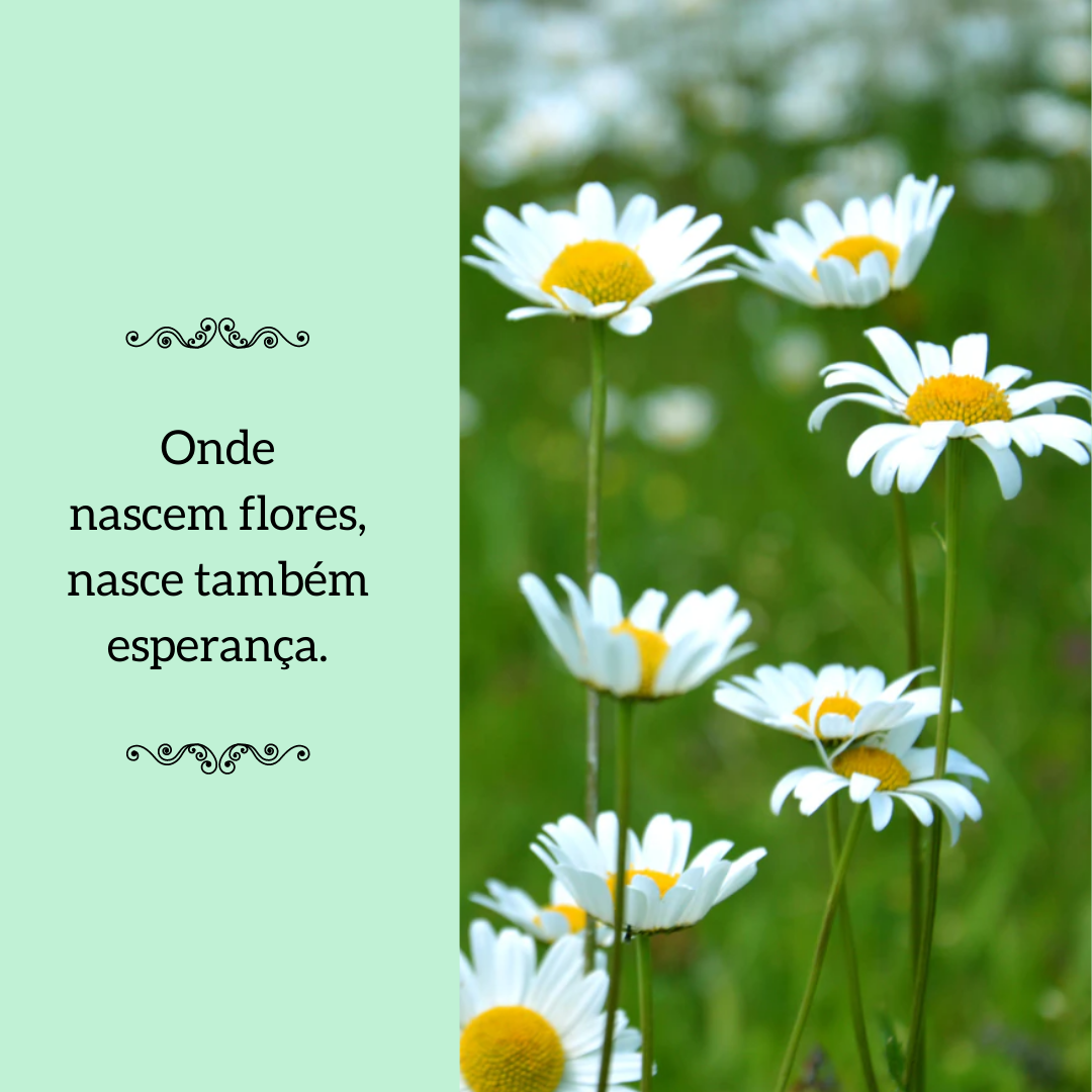 Onde nascem flores, nasce também esperança.