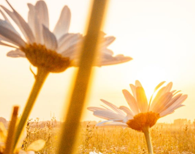 45 mensagens de bom dia especial para partilhar alegria e luz pela manhã